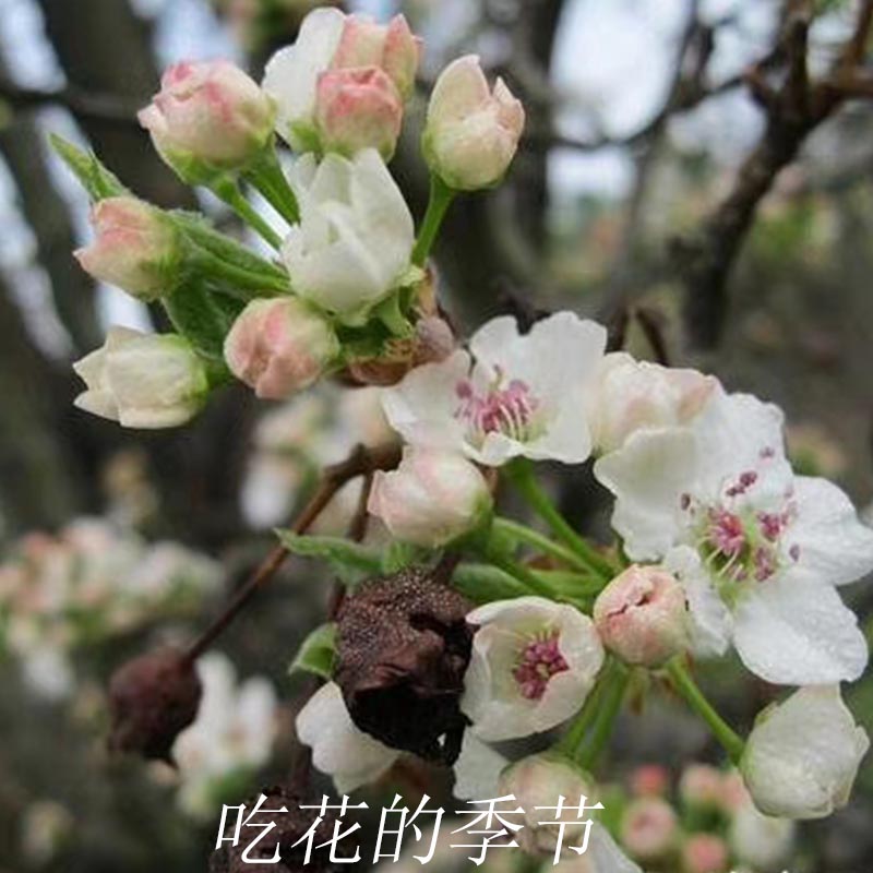 教蔬鲜生云南高原棠梨花新鲜山野蔬菜时蔬菜  孕妇蔬菜  每份两斤全国