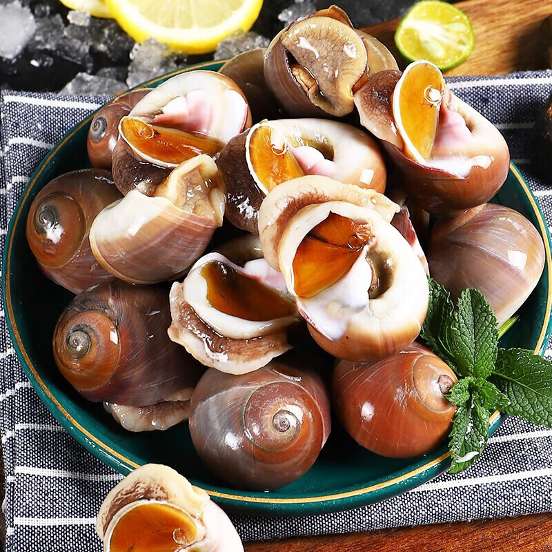 亲丰青岛现捕大香螺海螺 1000g 红香螺肚脐螺猫眼螺 生鲜贝类海