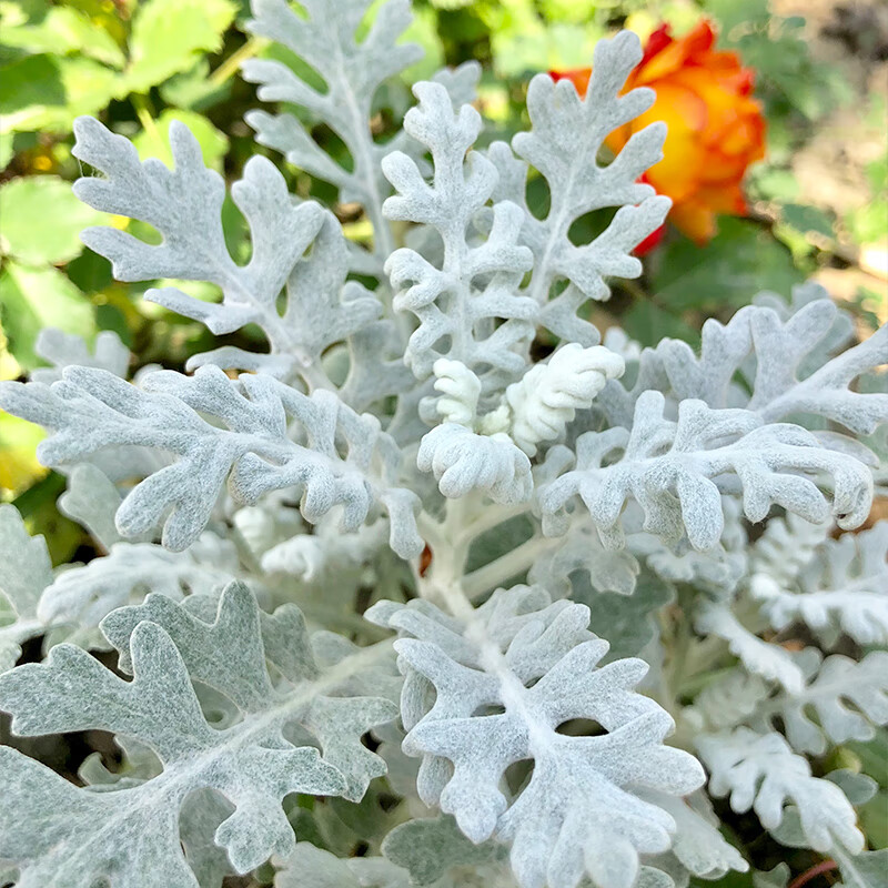 素蜜银叶菊盆栽苗菊花芙蓉菊羽叶蕾丝赛车手多年生耐寒植物 银叶菊 12