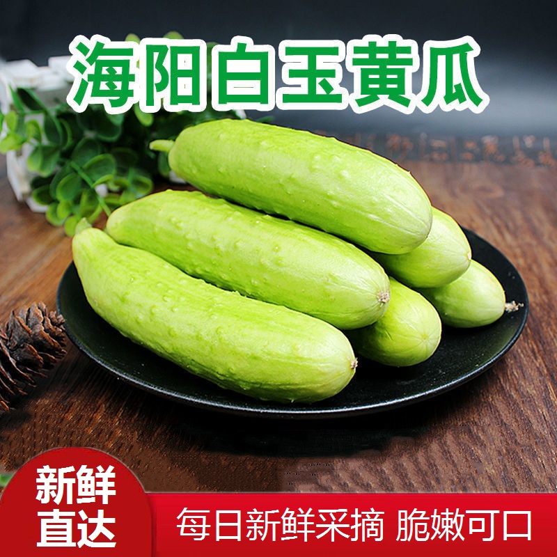 山东海阳白玉黄瓜 脆嫩水果小黄瓜 时令新鲜果蔬 精选5斤装(净重4.
