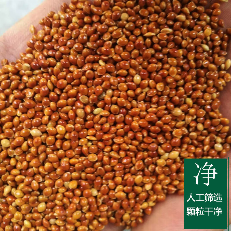 散装糜子红黍子蒙稷带壳散装宝宝婴儿枕头防止褥疮垫子填充物秕谷鸟食