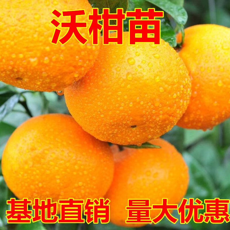 什么软件能查苗木最低价|苗木价格比较