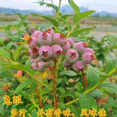 在京东怎么查苗木历史价格|苗木价格历史