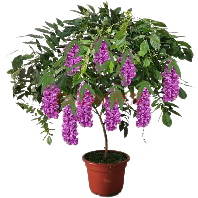 花树苗庭院爬藤植物凌霄苗老桩大盆栽绿化攀爬紫藤苗庭院多花紫藤树苗