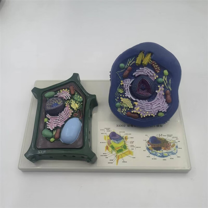 惠利得动植物细胞模型动植物细胞对比模型 动物细胞模型 植物细胞模型