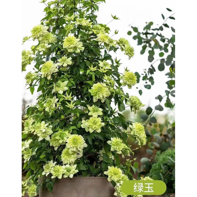 铁线莲苗盆栽爬藤植物阳台庭院大花重瓣魔法喷泉包对版带盆发货 绿玉