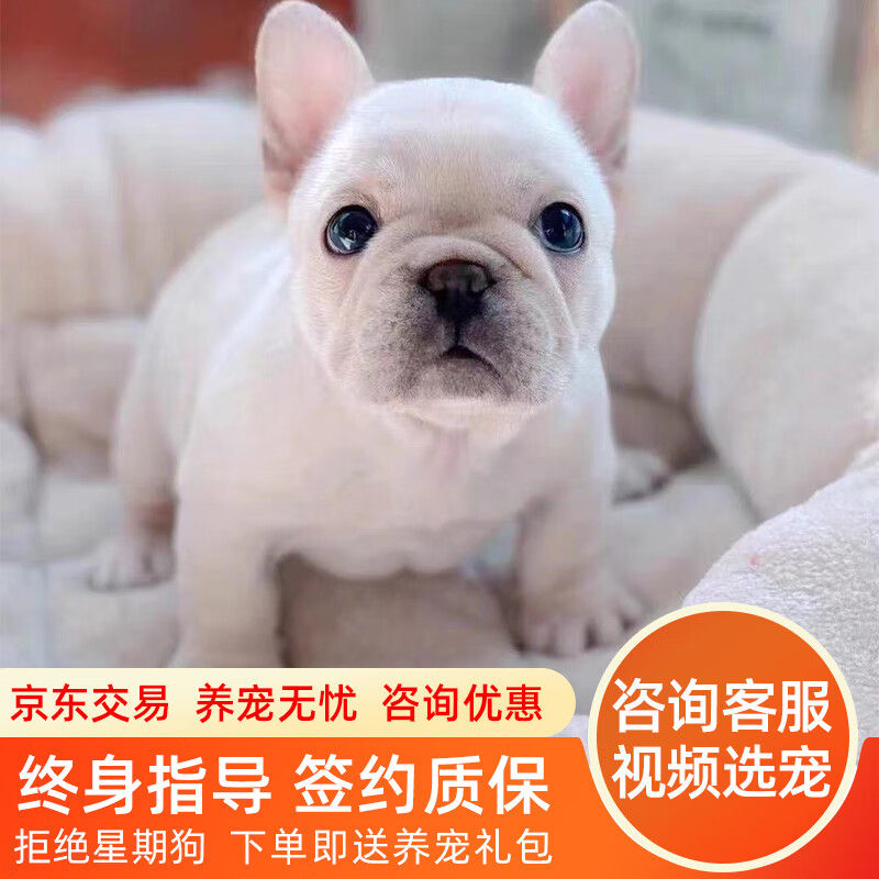 拾爱法斗幼犬纯种法国斗牛犬幼崽活体蓝牛黑牛奶油法斗小型宠物狗真狗