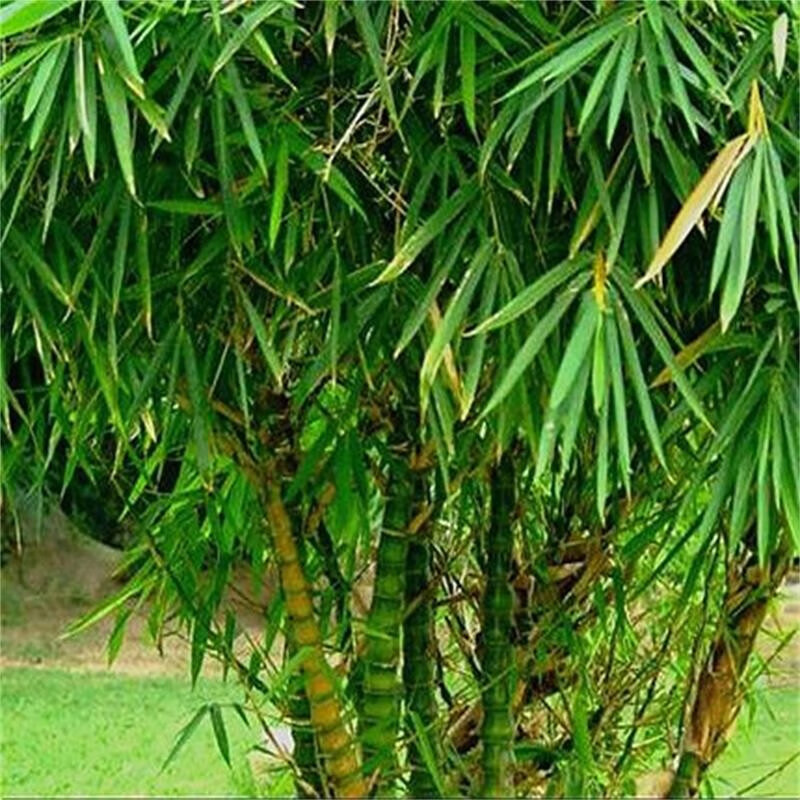 紫竹 青竹庭院小竹苗 北方树苗植物绿化 罗汉竹2厘米10颗 高度131cm