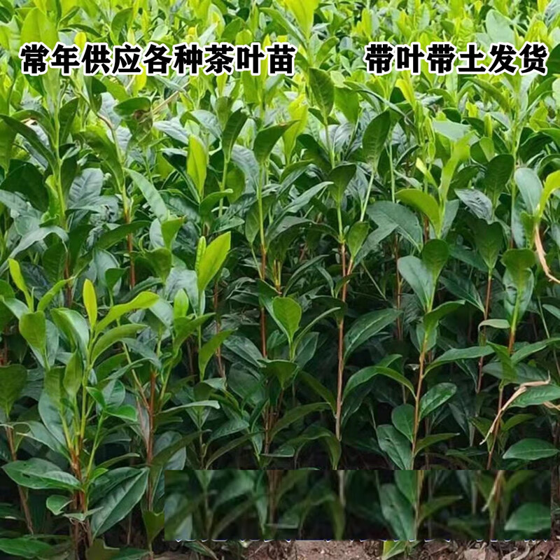 慕景茶叶苗早茶龙井安吉白茶苗黄金芽茶苗碧螺春铁观音盆栽地栽茶树苗