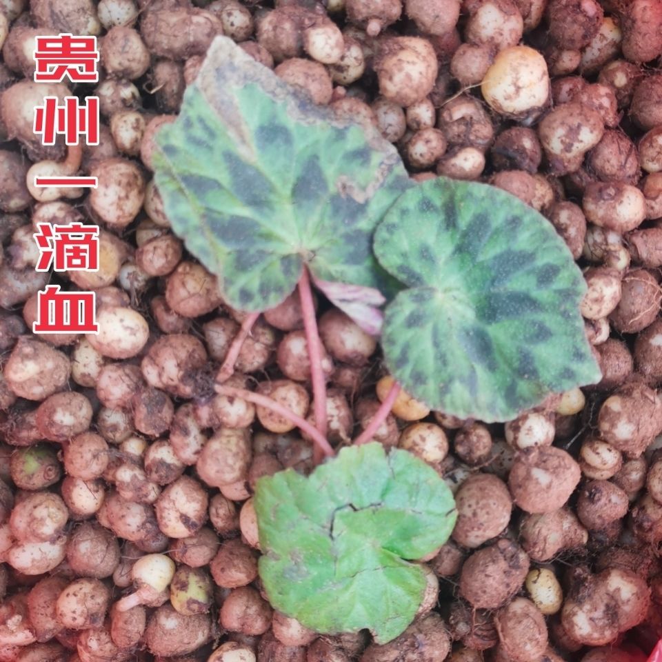 贵州省地产野生一口血干货一滴血 一点血中草药材 鲜货一滴血500克