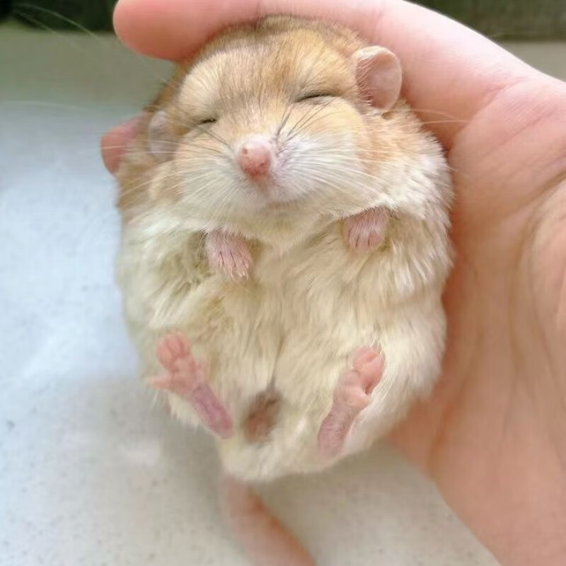 旺园兴标价全款通心粉鼠宠物自家养殖北非肥尾沙鼠亲人好上手便宜小