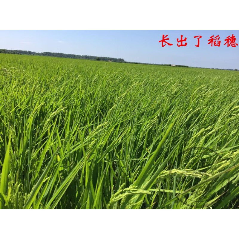 禾之润稻花香大米长粒香铁杆香型东北黑龙江五常水稻种子满百 4斤顺丰