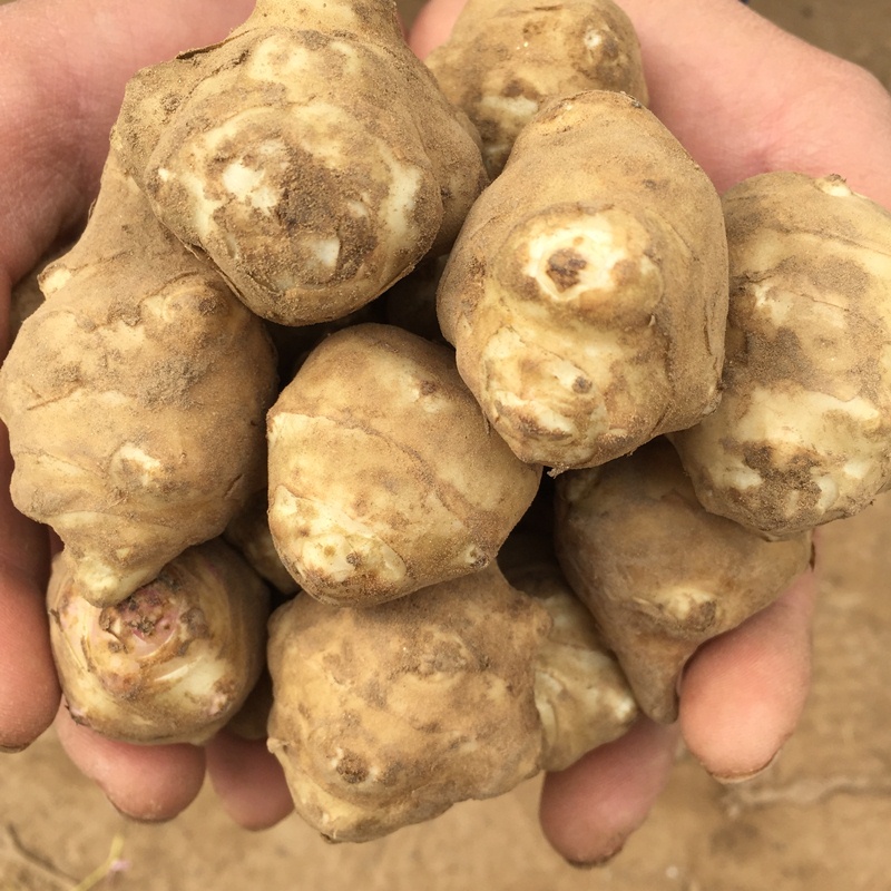 囧仙子现货鲜洋姜 新鲜洋姜鬼子姜  现挖洋姜蛋洋生姜洋芋头甜姜 1斤