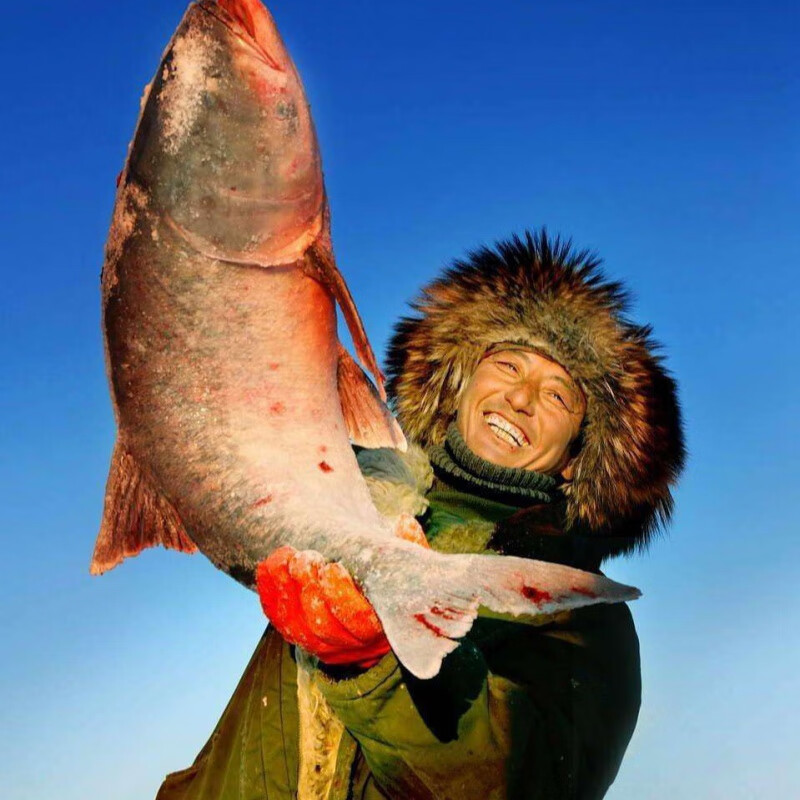 源外园吉林松原冬捕大胖头鱼淡水鱼花鲢鱼一条大鱼礼盒包装哦 4-5斤装