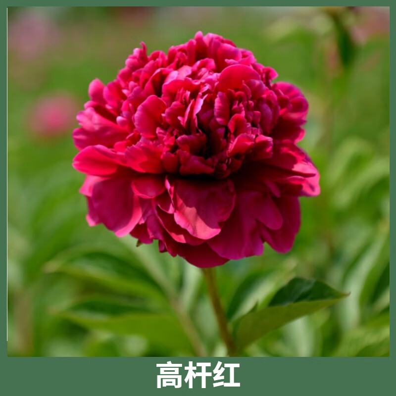 大地栽卉植物根块带芽室内春天客厅卧室 a1高杆红【3-5芽】菏泽现挖