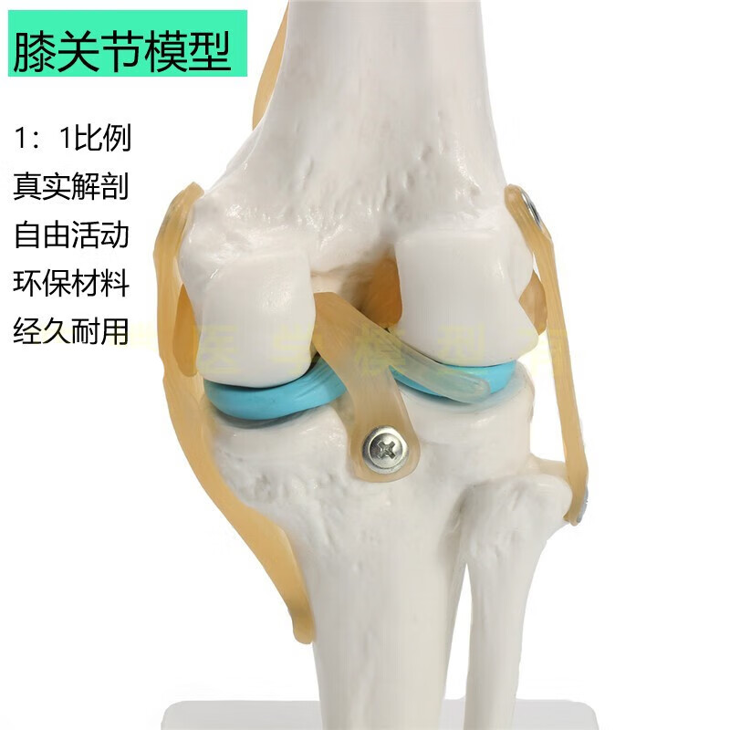 人体膝关节功能模型人体骨骼关节模型膝关节模型膝盖骨髌骨模型 红色