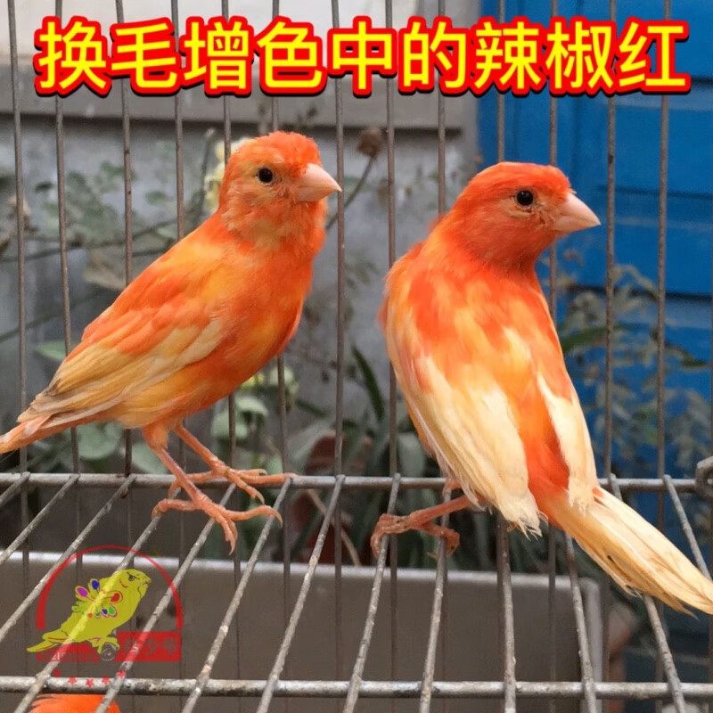 宠物鸟玉鸟辣椒红红桂皮绿桂山东黄大红袍包邮 换毛中辣椒红(一对)