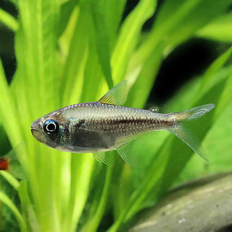 黄金可卡灯鱼黄金白金可卡霓虹帝王灯活体草缸热带观赏灯科鱼水财神