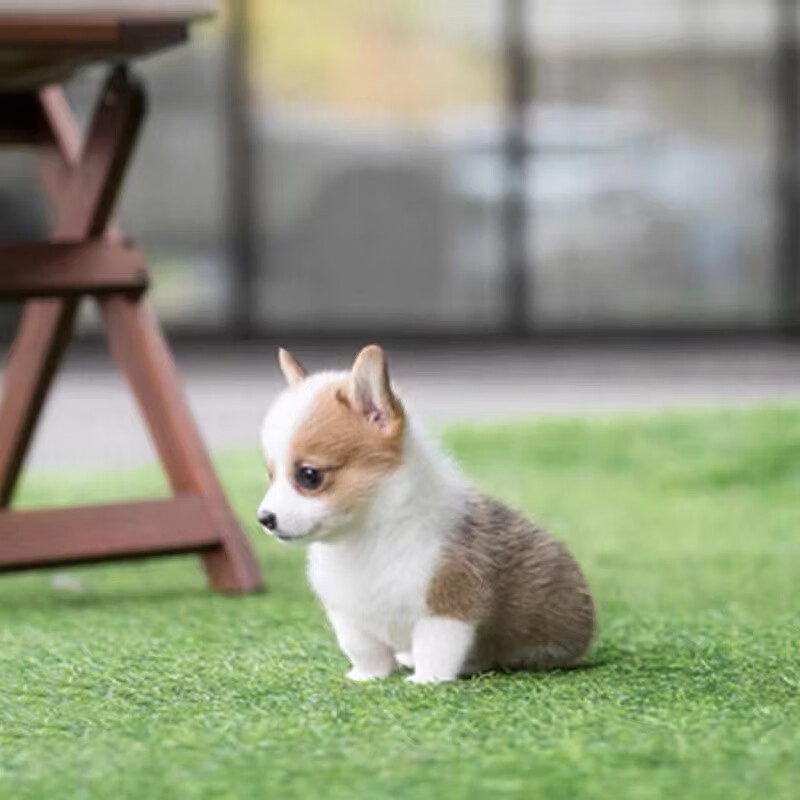 小柯基犬幼犬纯种狗狗活体威尔士三色柯基小短腿宠物狗小型犬幼崽朴彩