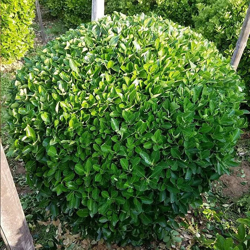 滨淇绿化苗木冬青树苗冬青球大叶黄杨球四季常青耐寒植物/净球冠1.5米