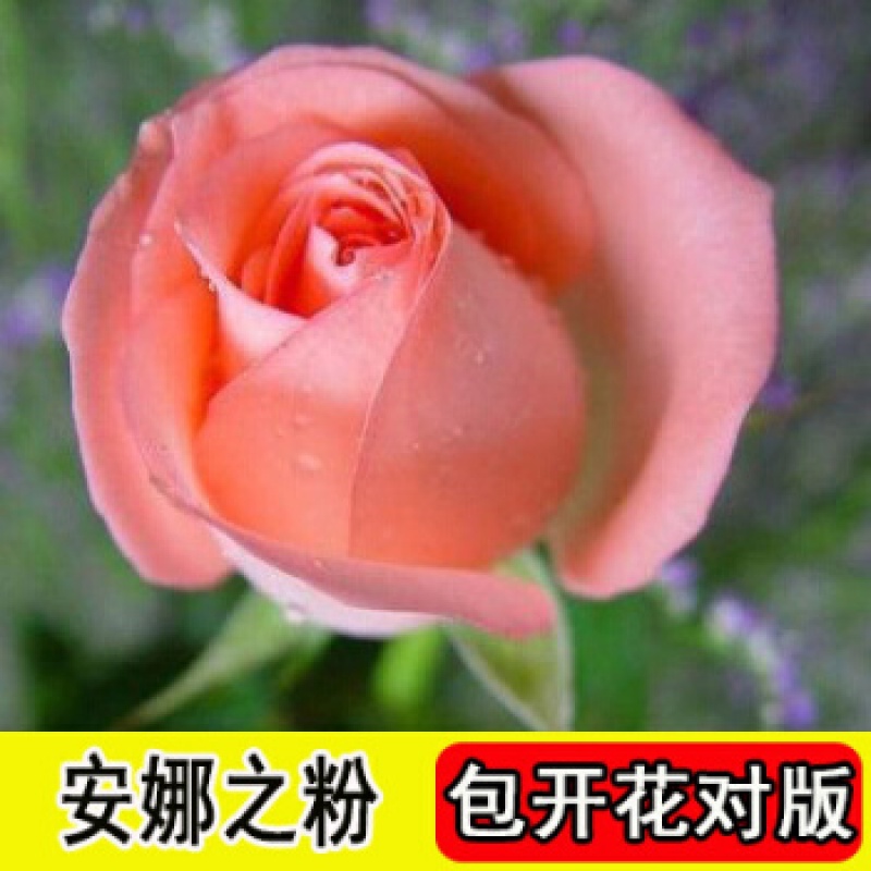 盆栽蔷薇玫瑰老桩月季根室内阳台花卉 安娜之粉【4棵 生根粉 复合肥】