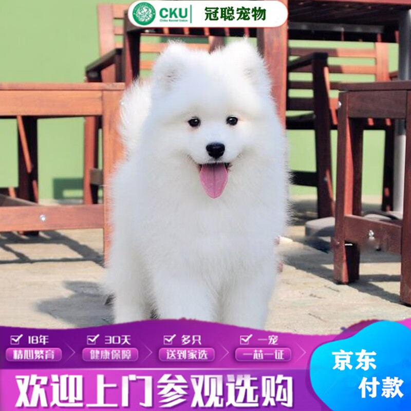 冠聪纯种萨摩耶犬活体宠物狗狗澳版熊版可爱雪橇犬萨摩耶微笑天使色活
