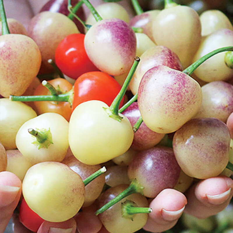 种菜记 五彩椒种子七彩泡椒六彩多彩辣椒种籽观赏可食用四季阳台盆栽