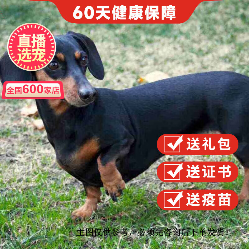 优宠奇派纯种宠物狗腊肠犬幼犬幼崽活体 宠物级 公