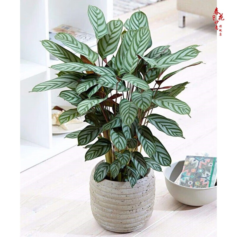 室内绿植花卉盆栽孔雀竹芋 猫眼彩虹绿植盆栽植物 新飞羽竹芋60-70