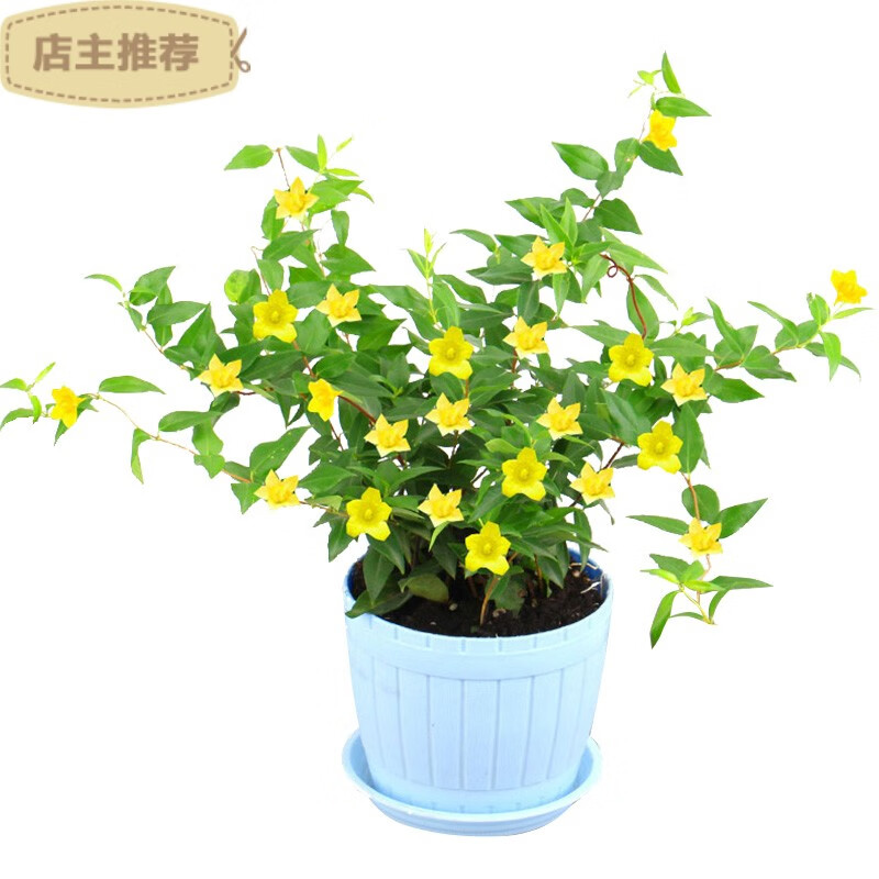 劲胜 Jin Sheng 法国香水藤茉莉花盆栽万里飘香室内带花苞四季好养花卉办公室绿植精选法国香水一颗不含盆 虎窝购 劲胜 Jin Sheng 法国香水藤茉莉花盆栽万里飘香室内带花苞四季好养花卉办公室绿植精选法国香水一颗不含盆 虎窝购