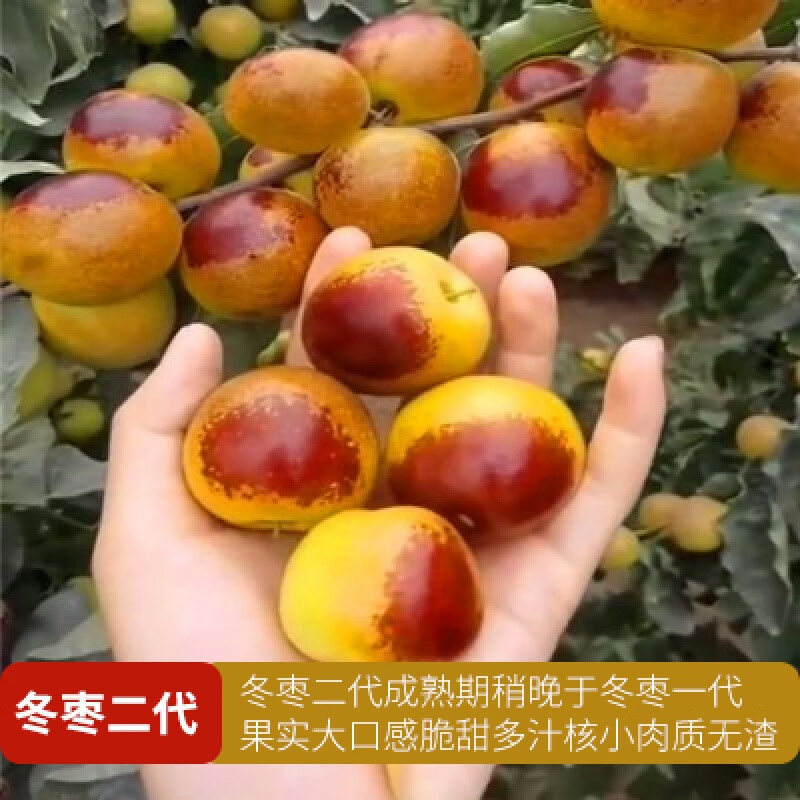 枣树苗特大枣嫁接苗沾化冬枣带土地栽盆栽庭院种植北南方果树苗庭院