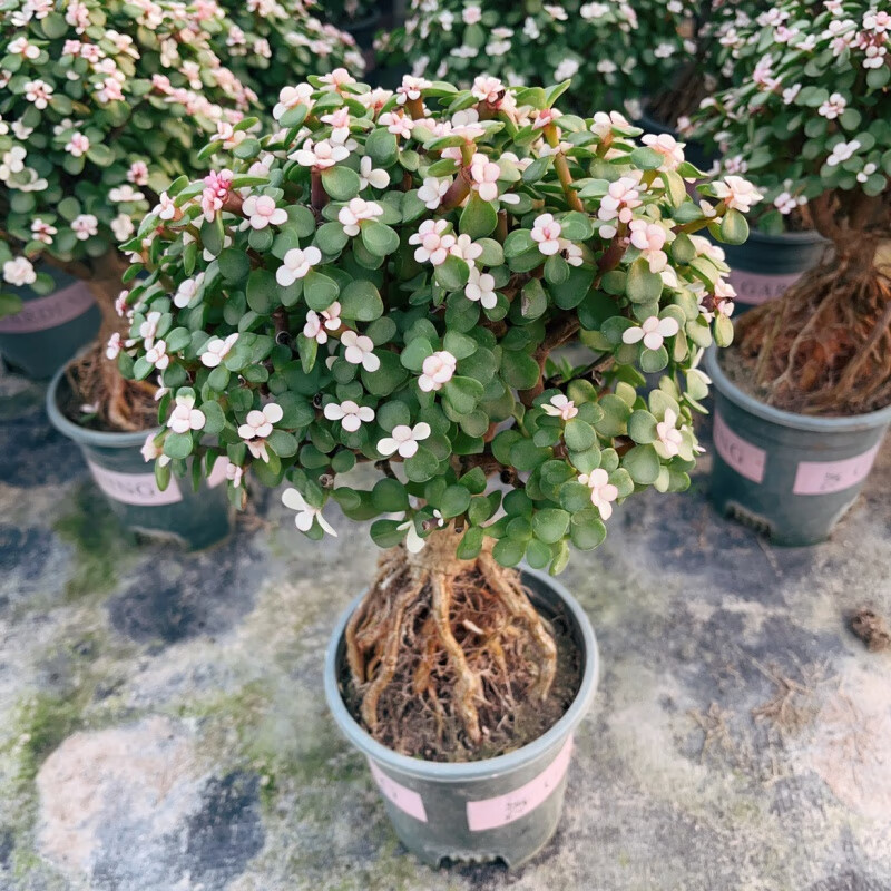 柯必达 提根金枝玉叶老桩多肉植物盆栽室内阳台好养绿植 金枝玉叶提根