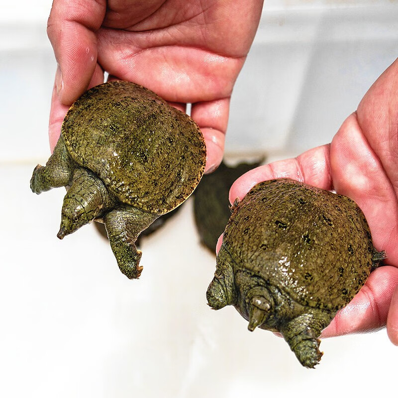 大甲鱼苗活体外塘养殖中华鳖团鱼王八苗池塘水库放养 2只一对(公母