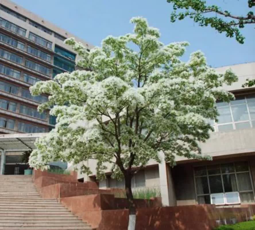茗羽珺玥流苏树苗花树苗庭院名贵南方风景树农村门口树大全别墅十大名