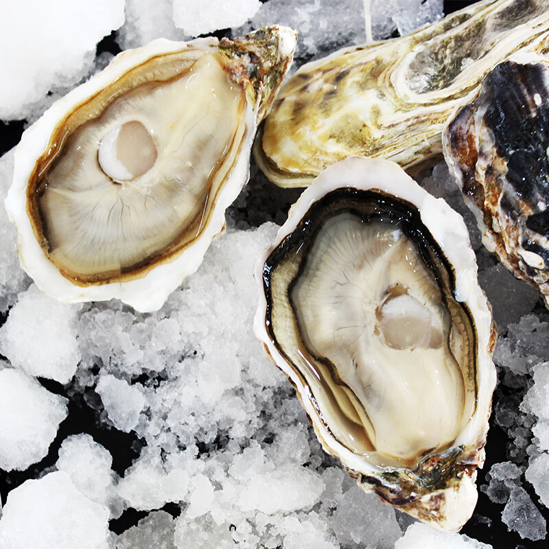 蠔门 法国进口生蚝鲜活礼盒套装露娜生蚝吉利生蚝n1级24只【已核酸】