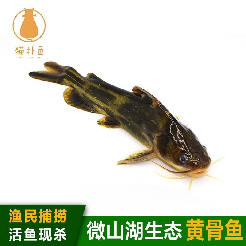 猫扑鱼（mao pu yu） 微山湖 黄骨鱼昂刺鱼黄颡鱼黄辣丁新鲜活鱼现杀 黄骨鱼二斤（净膛后）800g