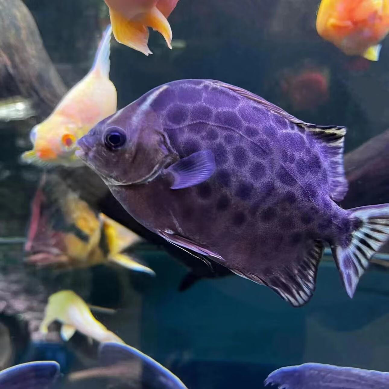 淡化金鼓鱼纯淡水观赏鱼水族宠物鱼银鼓鱼热带豹点金钱多活体 6-8cm 4