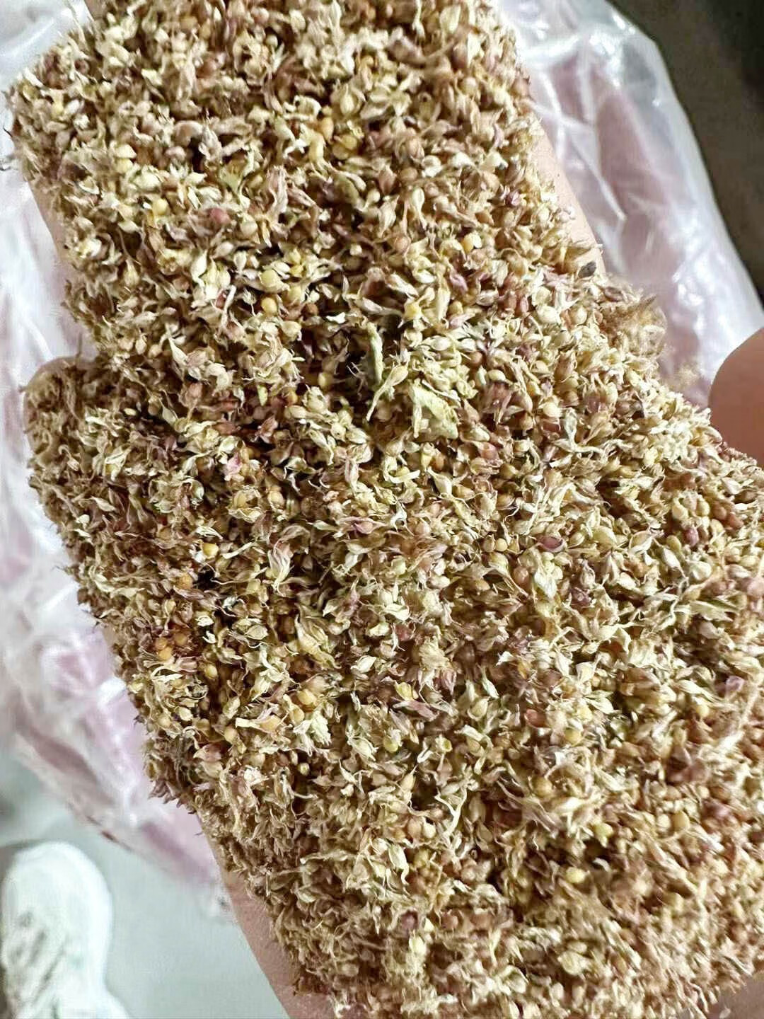 芗苒无花果种子四季种籽籽 无花果种子一斤