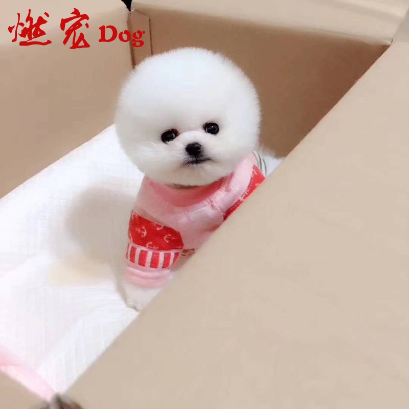 【燃宠】狗狗活体 纯种博美犬白色小型犬宠物狗狗幼崽甜美可爱免疫做