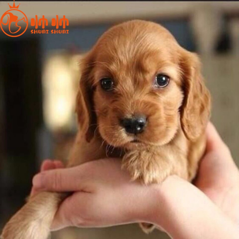 帅帅名宠 英国可卡犬 幼犬活体 宠物狗狗活体 幼犬幼崽小狗 视频挑选