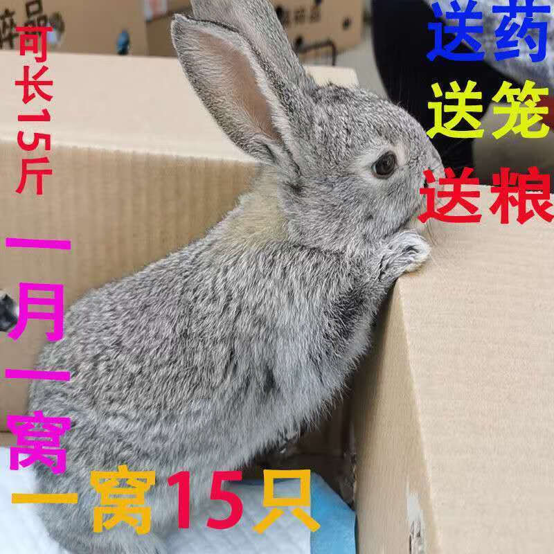 兔子大形巨形兔子公母一对兔子一对幼崽兔子活体家养小白兔 青紫兰