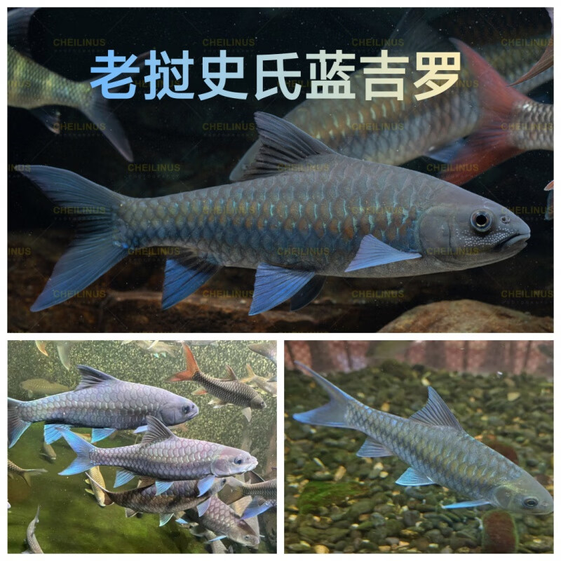 红吉罗吉罗鱼活体中国结鱼原生冷水观赏鱼溪流大型鱼蓝吉罗滇龙 老挝野史蓝吉罗11-14厘米1条