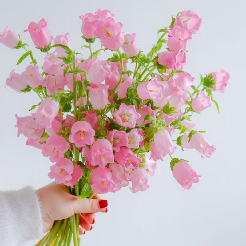 小清新居家鲜切花家用真水养花送女友母亲节礼物 粉色风铃1扎送保鲜剂