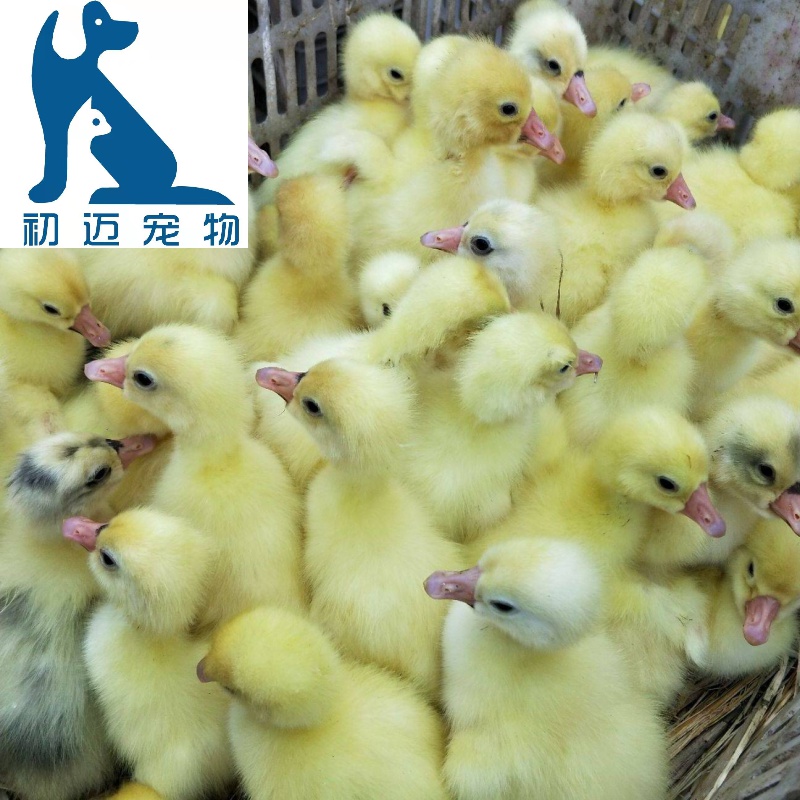 狮头鹅苗批发小鹅苗活体白鹅苗小鹅活体鹅仔鹅雏三花杂交鹅苗泰州鹅