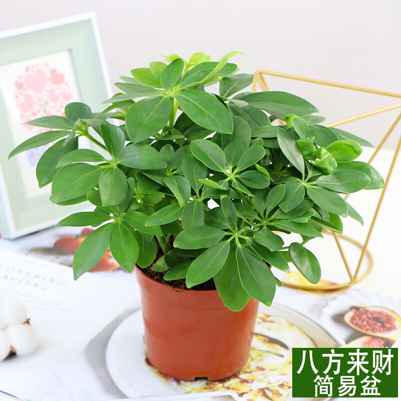 物鲜仙子八方来财大鸭脚木盆栽绿植花卉客厅室内好养活四季常青 小号