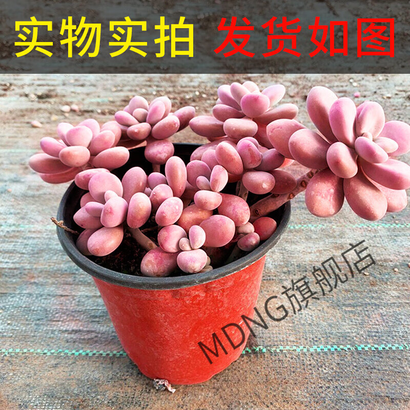 mdng桃蛋多肉植物室内盆栽老桩肉肉花卉绿植精品大颗好养腰子蛋桃美人