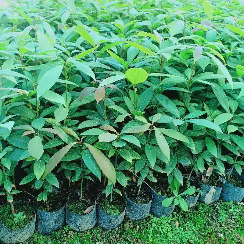 采缇金丝楠木树苗正宗小叶桢楠树种盆栽海南黄花梨树苗庭院绿化风景树