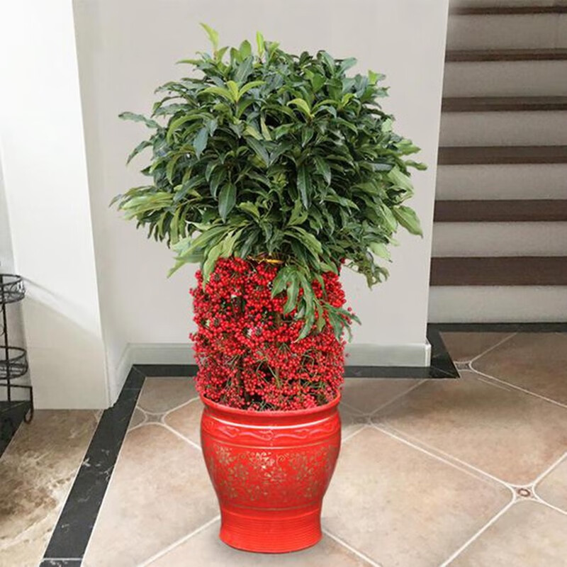 倾颜 带果子发货 观赏花卉 富贵籽 朱砂根 红凉伞 黄金万两室内盆栽