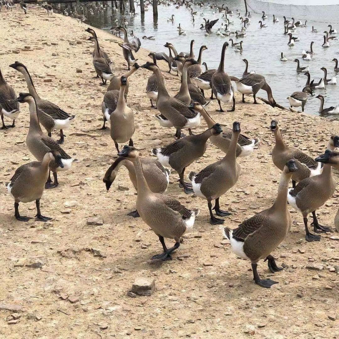 约巢家养批发马岗鹅小鹅活苗白鹅雁鹅灰鹅苗黑棕鹅苗小鹅活物狮头鹅