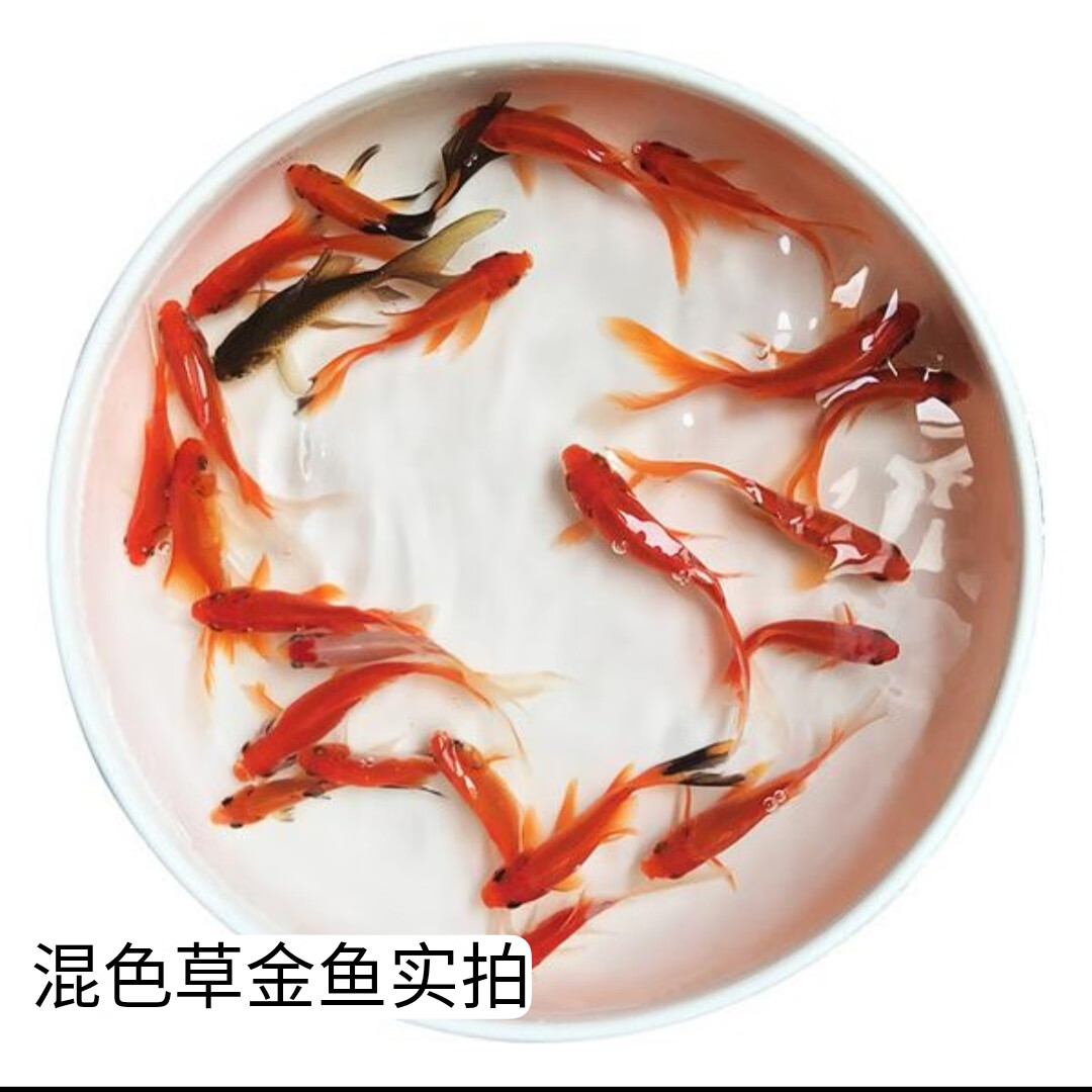 小金鱼幼苗观赏鱼冷水耐活好养鱼淡水红白锦鲤活鱼鱼草金鱼活鱼 草金2